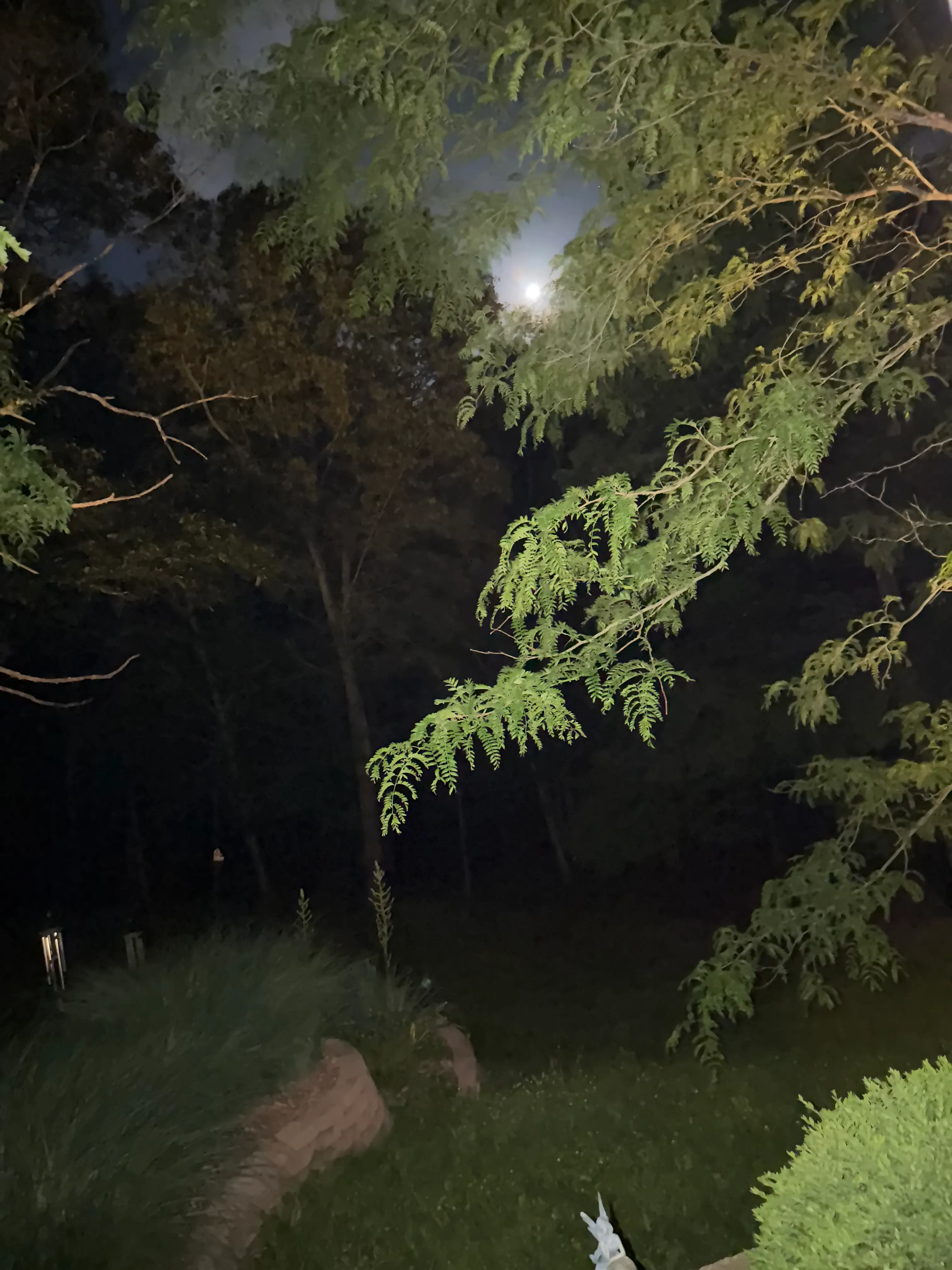 The moon seen through tree branches above a planted garden at night